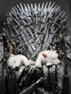 Colossal used ancient DNA to breed white dire wolves, sparking popularity among "Game of Thrones" fans. Courtesy: John Davidson of Colossal Biosciences.